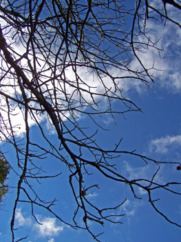 A bare grey tree stands against the blue sky in Western North Carolina.
