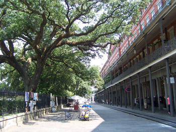 A live oak twists over an artist selling her work on the wrought iron fence of Jackson Square in the French Quarter of New Orleans, Louisiana.