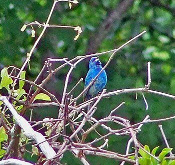 An indigo bunting sings the song of summer to the sun, its sapphire feathers contrasting the green leaves in the trees.